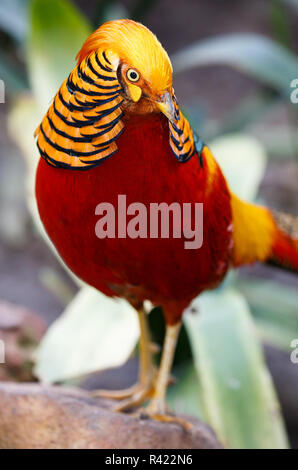 Schönen männlichen Golden Pheasant Vogel Stockfoto