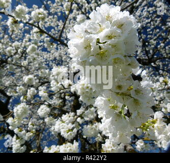 Cherry Blossom 11. Stockfoto