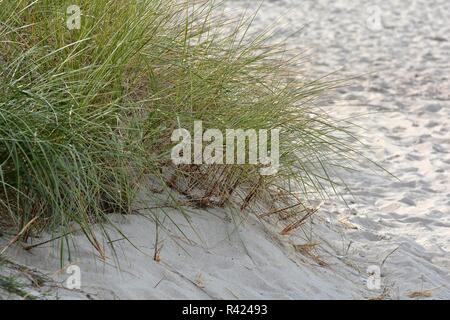 Gras auf den Strand der Ostsee Stockfoto