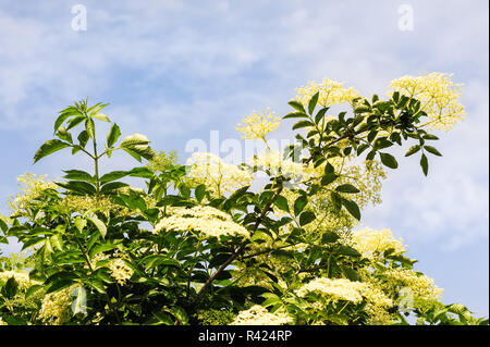 Holunder Blumen auf Bush im Frühjahr Stockfoto