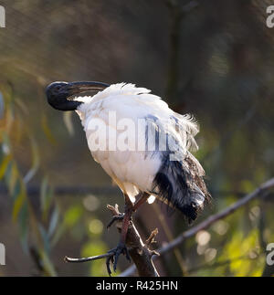 Orientalische Schwarz Weiß (Black-headed) Ibis Stockfoto