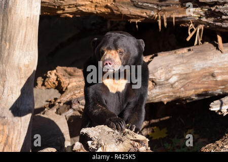 Sun Bear auch als Malaysische Bär bekannt Stockfoto