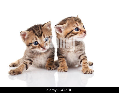 Zwei Tabby Kitten Stockfoto
