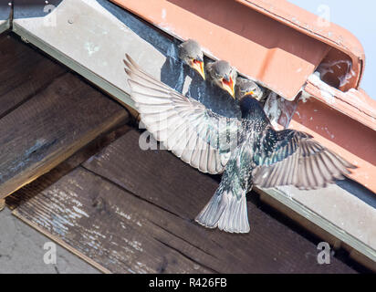 Flying common Starling füttern Babys Stockfoto