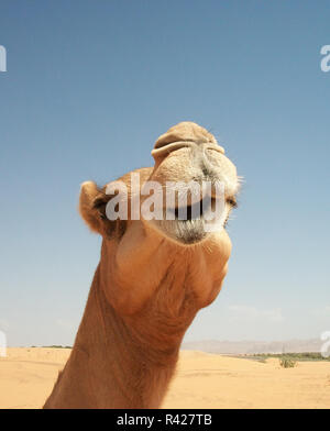 Kamele in der Wüste Stockfoto