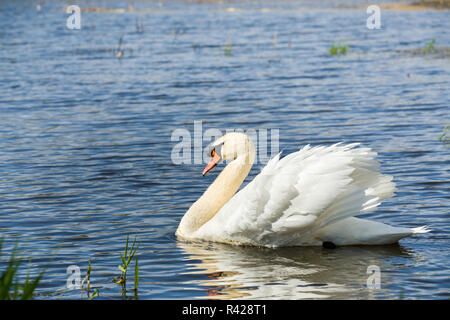 Höckerschwan Cygnus, ein Vogel auf dem Wasser Stockfoto