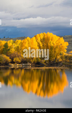 USA, Wyoming, Sublette County. Gelb, Herbst, cottonwood Bäume sich in einem Teich an einem stürmischen Tag im Herbst. Stockfoto