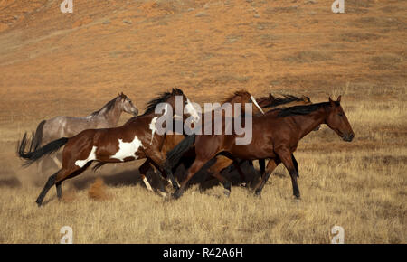 USA, Wyoming, Shell, das Versteck Ranch, Pferde laufen zusammen (PR) Stockfoto
