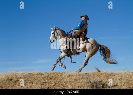 USA, Wyoming, Shell, das Versteck Ranch, Cowboy plötzlich Reining in seinem Pferd (MR, PR) Stockfoto