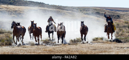 Usa, Wyoming, Shell, das Versteck Ranch, Viehzüchter Fahren der Pferde (MR, PR) Stockfoto
