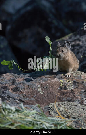 USA, Wyoming. Amerikanische Pika (Ochotona princeps) auf einem Schuttkegel Hang sammeln Gräser für Heu Stapel in Bridger National Forest. Stockfoto