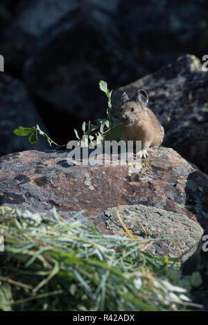 USA, Wyoming. Amerikanische Pika (Ochotona princeps) auf einem Schuttkegel Hang sammeln Gräser für Heu Stapel in Bridger National Forest. Stockfoto