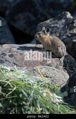 USA, Wyoming. Amerikanische Pika (Ochotona princeps) auf einem Schuttkegel Hang sammeln Gräser für Heu Stapel in Bridger National Forest. Stockfoto