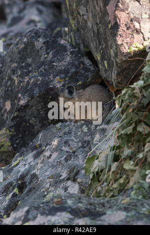 USA, Wyoming. Amerikanische Pika (Ochotona princeps) auf einem Schuttkegel Hang sammeln Gräser für Heu Stapel in Bridger National Forest. Stockfoto