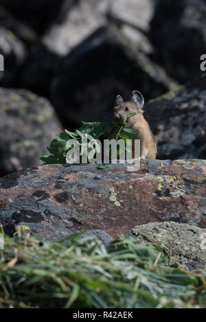 USA, Wyoming. Amerikanische Pika (Ochotona princeps) auf einem Schuttkegel Hang sammeln Gräser für Heu Stapel in Bridger National Forest. Stockfoto