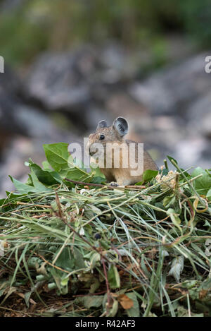 USA, Wyoming. Amerikanische Pika (Ochotona princeps) auf einem Schuttkegel Hang sammeln Gräser für Heu Stapel in Bridger National Forest. Stockfoto