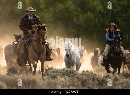 Zwei wranglers führenden Pferde durch staubige Bürste im Morgenlicht Stockfoto