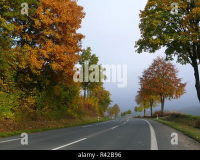 Herbstliche Stimmung im Mischwald Stockfoto