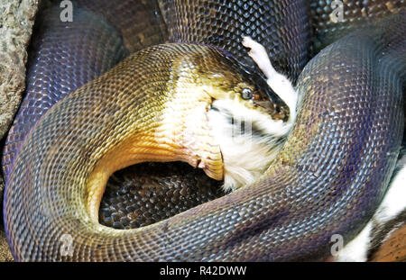 Closeup Bewegung Szene des Macklot Python's Angriff Beute Stockfoto