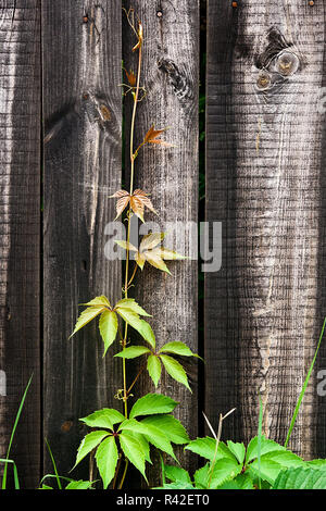 Laub wilden Trauben auf vintage Holz- Hintergrund mit kopieren. Stockfoto