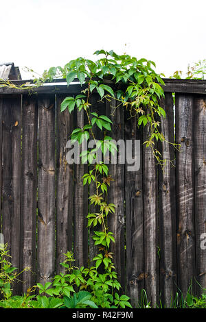 Grünen Blättern des wilden Trauben auf natürliche Holz- Hintergrund. Stockfoto