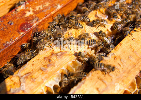 Nahaufnahme der Bienen schwärmen auf einer Wabe. Stockfoto