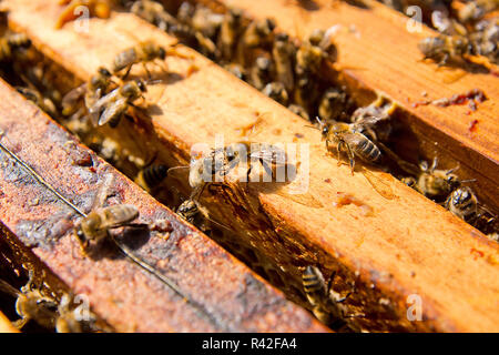 Nahaufnahme der Bienen schwärmen auf einer Wabe. Stockfoto