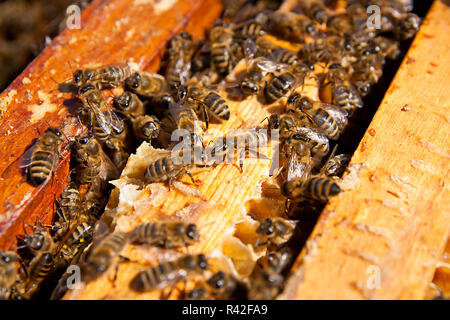 Nahaufnahme der Bienen schwärmen auf einer Wabe. Stockfoto