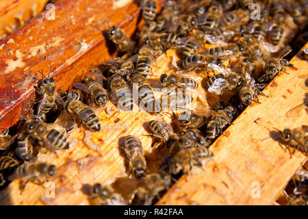 Nahaufnahme der Bienen schwärmen auf einer Wabe. Stockfoto