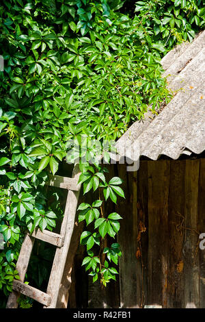 Laub wilden Trauben auf vintage Holz- Hintergrund. Stockfoto