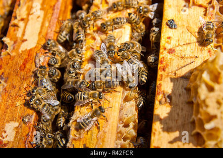 Nahaufnahme der Bienen schwärmen auf einer Wabe. Stockfoto