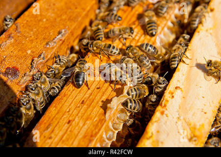 Nahaufnahme der Bienen schwärmen auf einer Wabe. Stockfoto