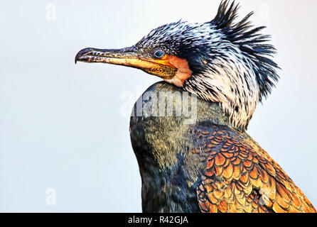 Kopfstudie Kormoran Phalacrocorax carbo Stockfoto