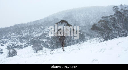 Ein Baum steht in der Bush während eines Schneesturms in Thredbo. Stockfoto