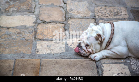 Der Hund lag auf dem Bürgersteig Stockfoto