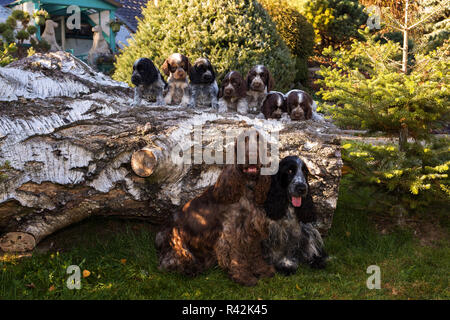 Portrait der Meister der English Cocker Spaniel Familie Stockfoto