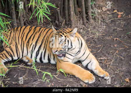 Malaiische Tiger ruhen unter Bambus Bäume Stockfoto