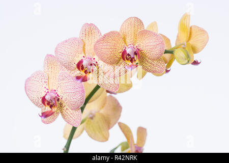 Gelber Phalaenopsis Orchideen und Bud Stockfoto