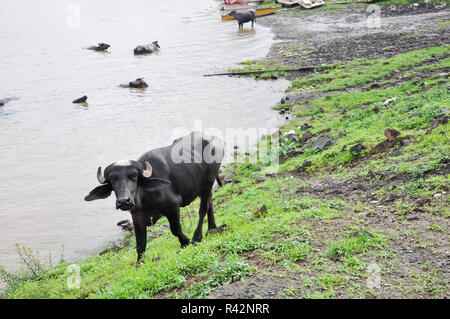 Junge Wasserbüffel mit einem weißen Büschel von Haaren auf dem Kopf in Indien Stockfoto