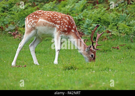 Männlichen Damwild Dama Dama in der Nähe des Waldes Stockfoto