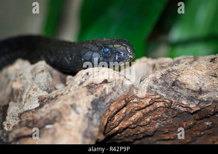 marokkanischen schwarze Kobra Stockfoto