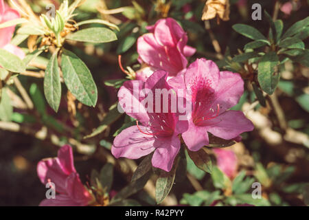 Spring floral background/lila hängenden Blumen/lila Blumen Hintergrund Stockfoto