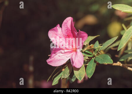 Spring floral background/lila hängenden Blumen/lila Blumen Hintergrund Stockfoto