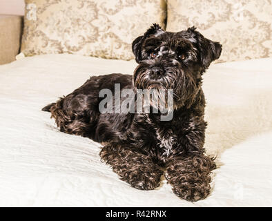 Hund Rasse Zwergschnauzer Stockfoto