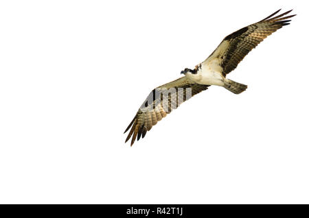 Einsame Osprey Jagd auf dem Flügel auf weißem Hintergrund Stockfoto