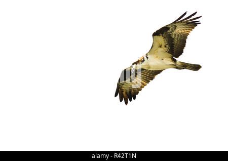 Einsame Osprey Jagd auf dem Flügel auf weißem Hintergrund Stockfoto