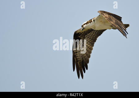 Einsame Osprey Jagd auf den Flügel in einem blauen Himmel Stockfoto