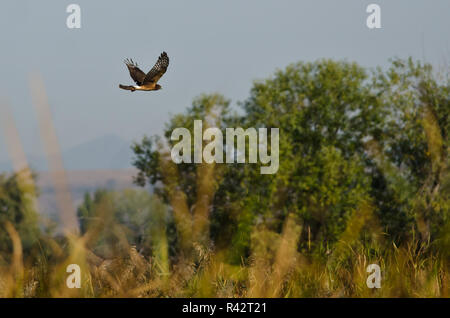 Northern Harrier Fliegen über den Sumpf Stockfoto