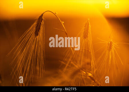 Feld bei Sonnenuntergang Stockfoto