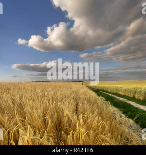 Landwirtschaftlichen Bereich in den Sommertag. Stockfoto